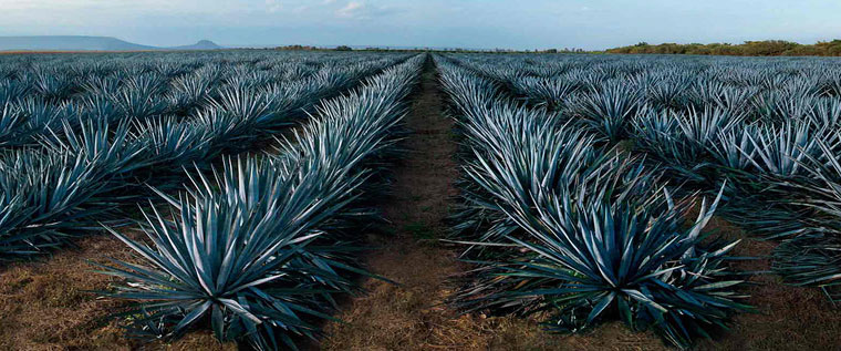 Tequila | Piantagione Agave Azul